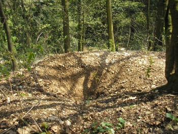 Dachsbau