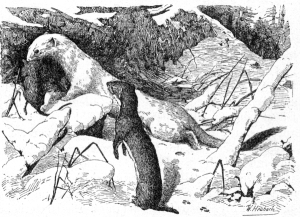 Hermelin (Mustela erminea) und Mauswiesel (Mustela nivalis)